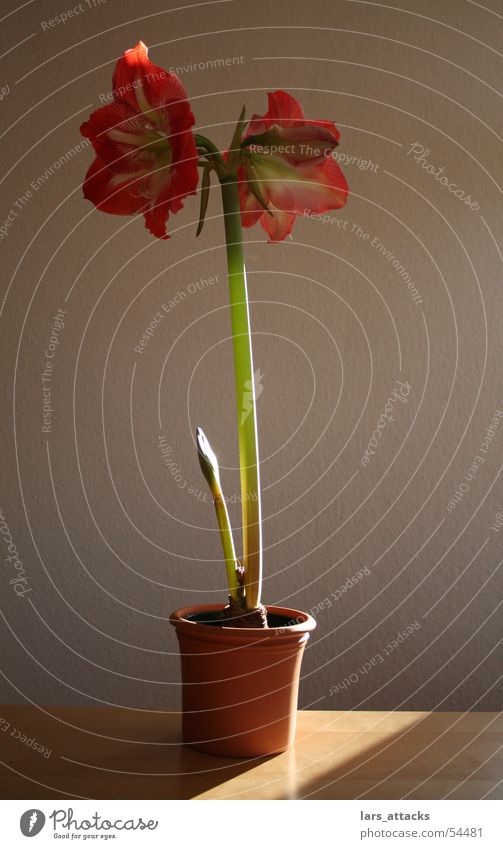 Riierstern in the spotlight Amaryllis Plant Blossom Red Pink Light Beautiful Winter flower Power Lamp Sun Nature indoor plant