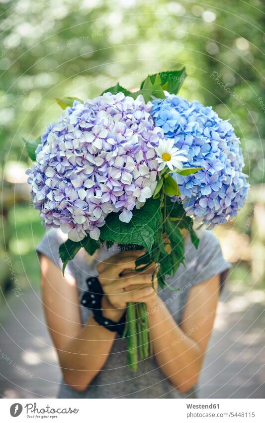 Unrecognizable young woman hiding behind a bouquet of hydrangeas holding females women Bunch of Flowers Bouquet Flower Bouquet Bouquet of Flowers