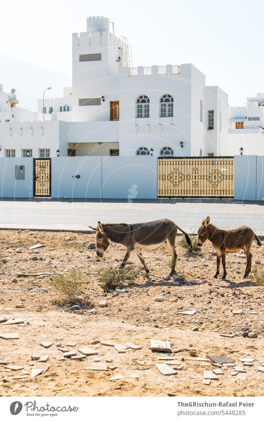 Donkey with youngster next to a street in front of an oriental building young animal ears Orient Oman House (Residential Structure) Architecture Building Day