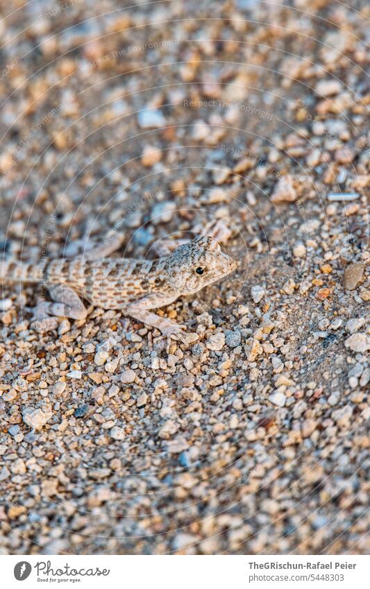 Lizard in the sand - close-up Saurians Eyes Sand stones Gravel Reptiles Animal Nature Close-up Flake 1 Wild animal Animal face nimble Colour photo