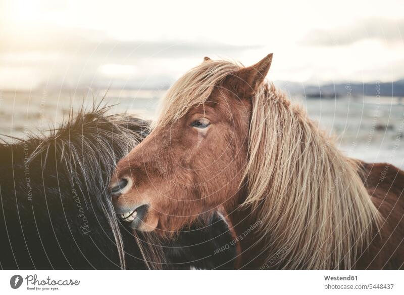 Iceland, two Icelandic horses brown Tranquil Scene tranquility close-up close up closeups close ups close-ups animal themes familiarity Love loving wildlife