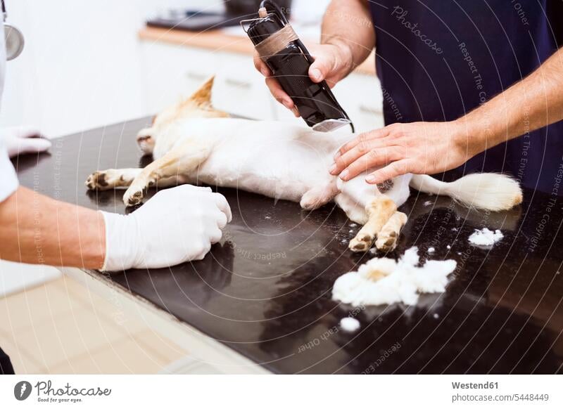 Dog in veterinary clinic is being shaved before surgery dog dogs Canine examining checking examine shaving veterinarian pets animal creatures animals