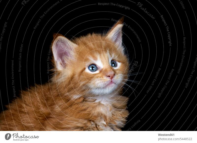 Ginger Maine Coon kitten in front of black background pets kittens fluffy inquisitive inquisitiveness curious nosy inquisitively interested cat cats indoors