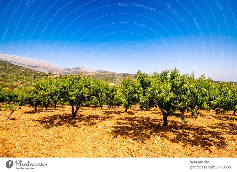 Spain, Mondron, peach trees in orchard nobody Peach Tree Peach Trees mountain mountains sunlight Sunlit fruit grove clear sky copy space cloudless Solitude