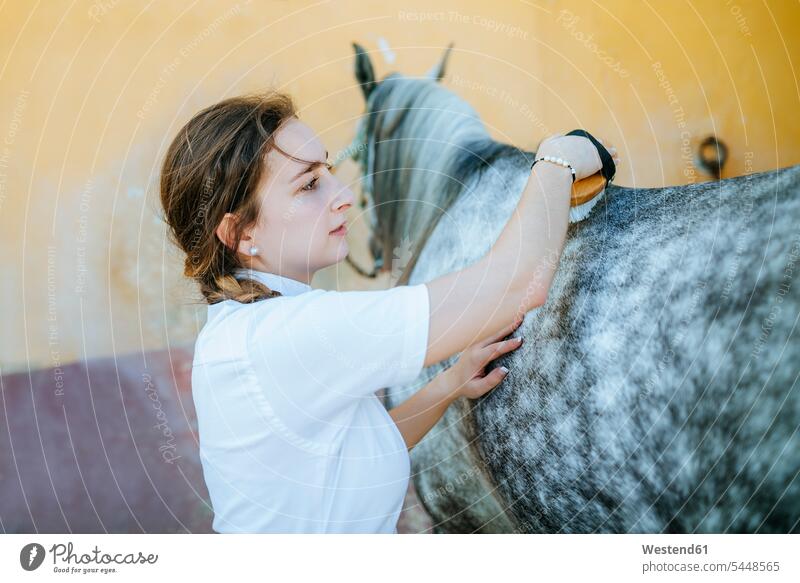 Young woman grooming horse horse farm Stables females women equus caballus horses Adults grown-ups grownups adult people persons human being humans human beings