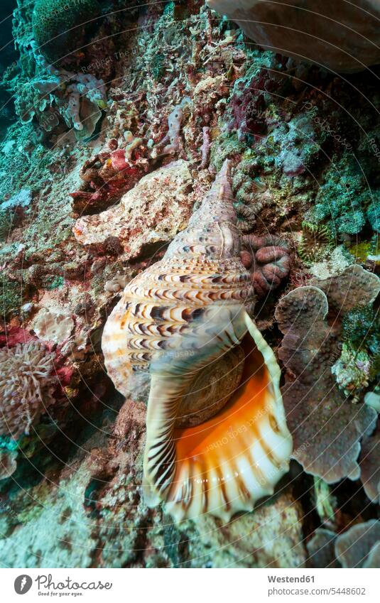 Indonesia, Bali, Nusa Lembongan, giant triton, Charonia tritonis Indian Ocean snail snails privacy privat coral reef coral reefs structure textures structures