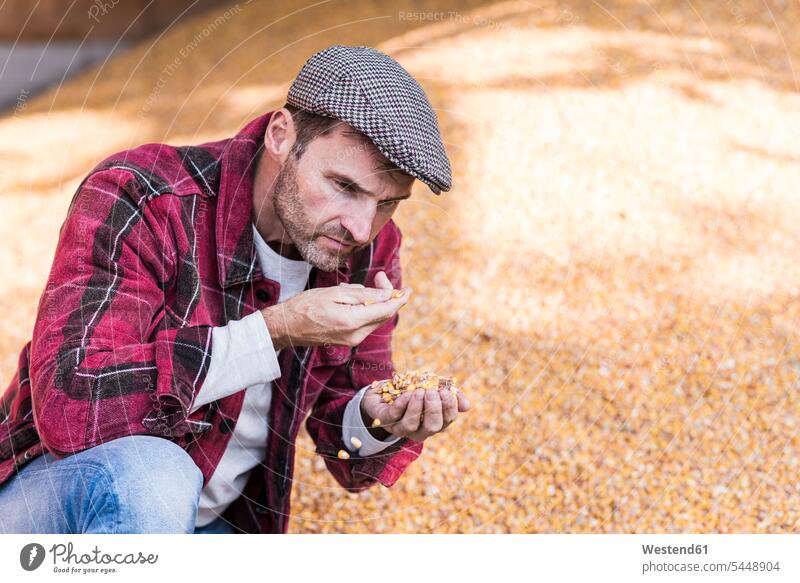 Farmer scrutinizing grain of maize corn farmer agriculturists farmers man men males Vegetable Vegetables Food foods food and drink Nutrition Alimentation