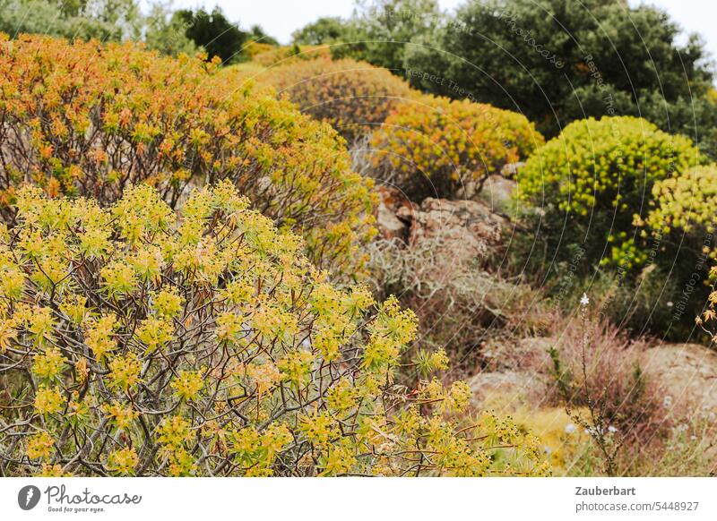 Yellow flowers and bushes in Sardinia Broom off Nature Hiking vacation Landscape Plant Green Bushes Vacation & Travel Summer Hill