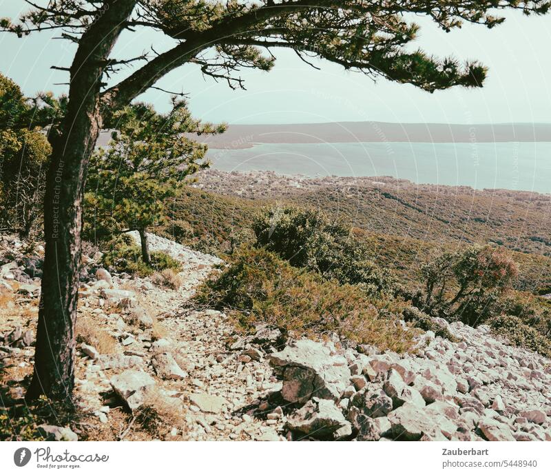 Mediterranean sea, tree and rubble on a Croatian island Ocean Tree Gravel bush bushes macchia Green Hiking Landscape vacation Vacation & Travel Summer Water Sky