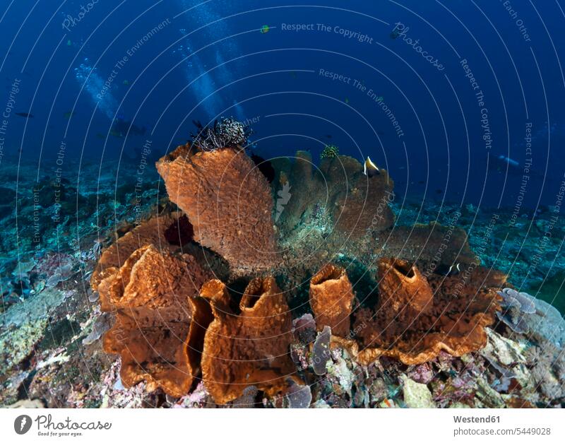 Indonesia, Bali, Nusa Lembonga, Nusa Penida, divers and brown vase sponge, Callyspongia sp.02 sponges Sea ocean coral reef coral reefs corals beauty of nature