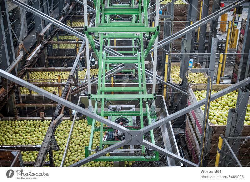 Apples in factory being packed green food industry machine automation food processing plant healthy eating nutrition large group of objects many objects