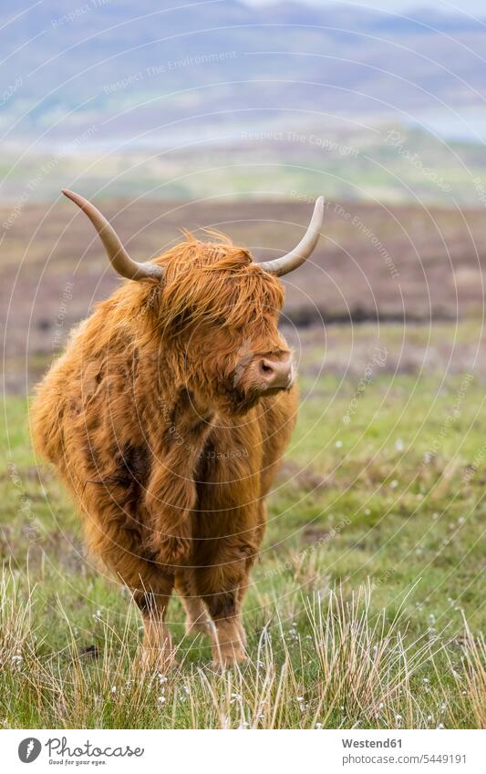 Great Britain, Scotland, Scottish Highlands, Highland Cattle horn Animal Horns horns highland cattle highland cattles kyloe animal themes creatures animals