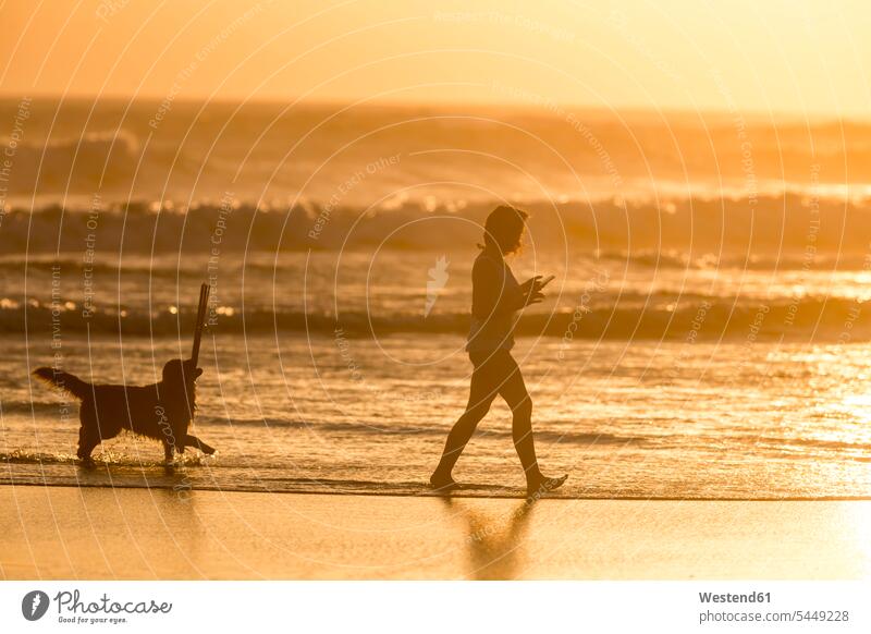 Indonesia, Bali, silhouette of woman walking with her dog on the beach at sunset beaches going silhouettes dogs Canine females women Sea ocean Smartphone iPhone