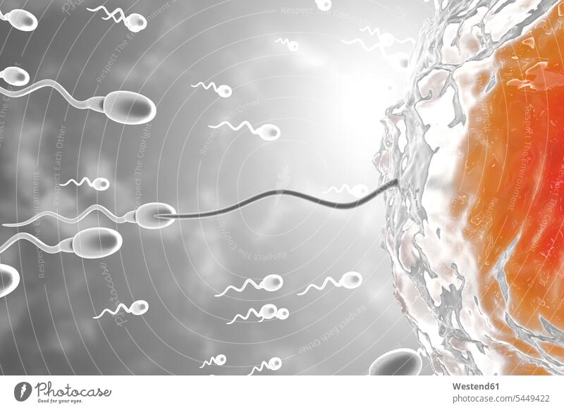 3D Rendered Illustration, visualisation of sperm cells racing to a egg to fertilise motion Movement moving abundance Plentiful Advantage advantageous Advantages