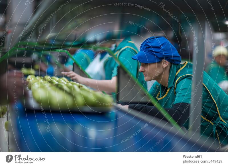 Women working in apple factory At Work woman females women Apple Apples industry industrial Adults grown-ups grownups adult people persons human being humans