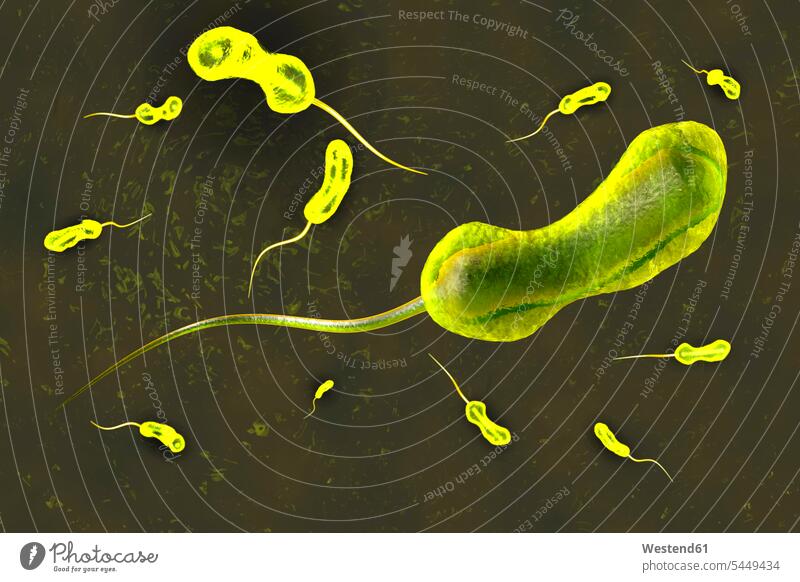 3D rendered Illustration of a anatomically correct convergence to a vibrio cholerae bacterium causing the famous cholera disease Cholera healthcare health-care