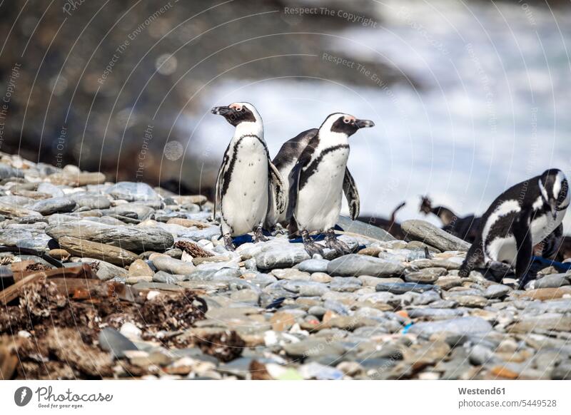South Africa, Cape Town, Robben Island, Penguins on the rocks together copy space community Companionship water's edge waterside shore wildlife Animal Wildlife
