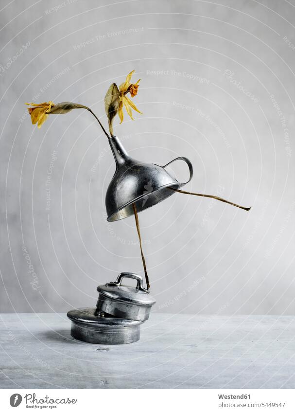 Still life with withered daffodils and funnel artistic cover lid Lids metal metals Creativity creative funnels dancer dancers female dancer female dancers