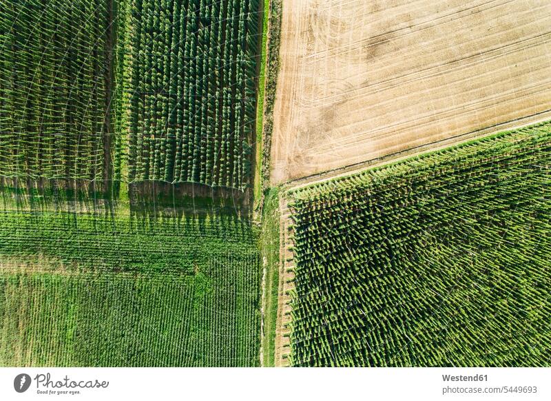 Germany, Bavaria, hop fields, aerial view structure structures aerial photo birds eye view bird's eye views birds eye views aerial photos Aerial Photograph