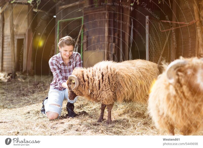 Smiling woman caring for sheep on a farm Ovis females women smiling smile Care care animal creatures animals Adults grown-ups grownups adult people persons