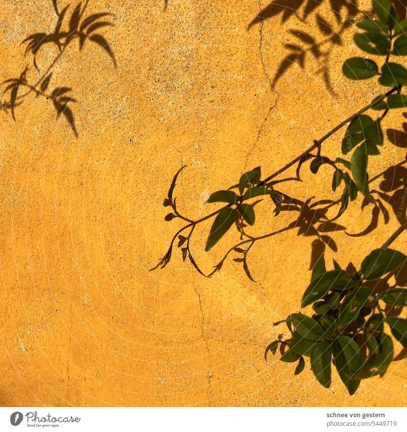 Summer in front of the balcony Nature Plant Blossom Wall (building) Wall (barrier) Yellow Growth Day Environment Blossoming naturally shadow and light Shadow