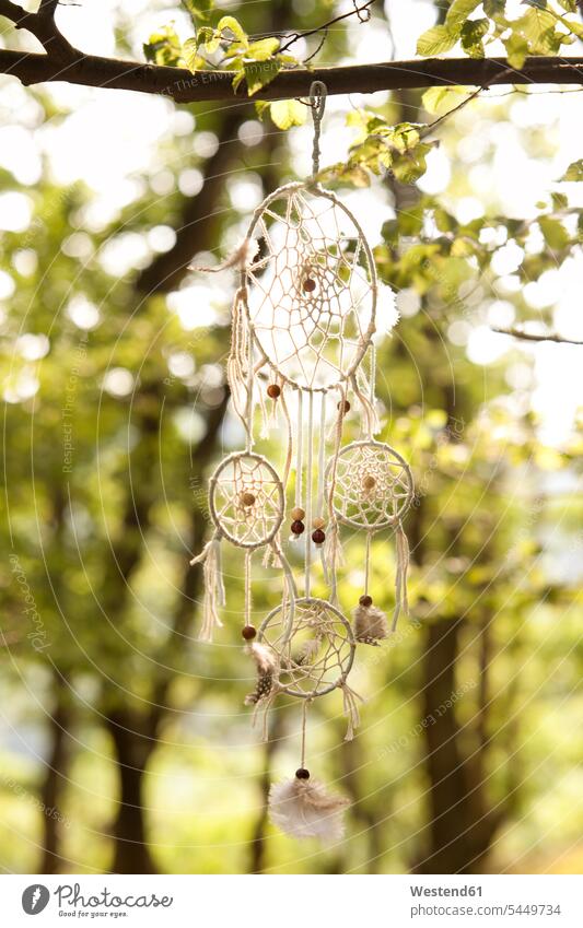 Dream catcher in tree Tree Trees dream catcher dreamcatcher hanging branch limb limbs branches nature natural world outdoors outdoor shots location shot