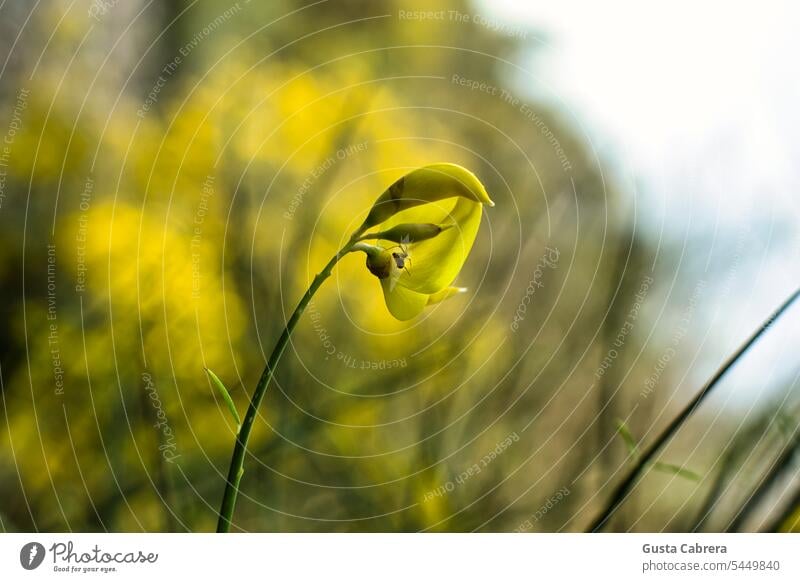 Yellow flower with a spider inside it and a yellow background with a deep blur. Flower flowers Flowering plant Nature Plant Blossom Blossoming Colour photo