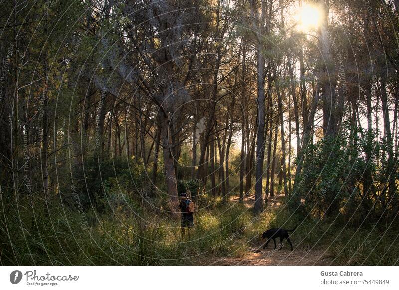 Man walking with his dog through the woods at sunrise. Dog Forest Animal Pet Exterior shot Colour photo Nature Day Trees trees forest Environment Landscape