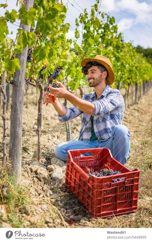 Man harvesting grapes in vineyard Grape Grapes smiling smile working At Work man men males Berry berry fruits Berries Fruit Fruits Food foods food and drink