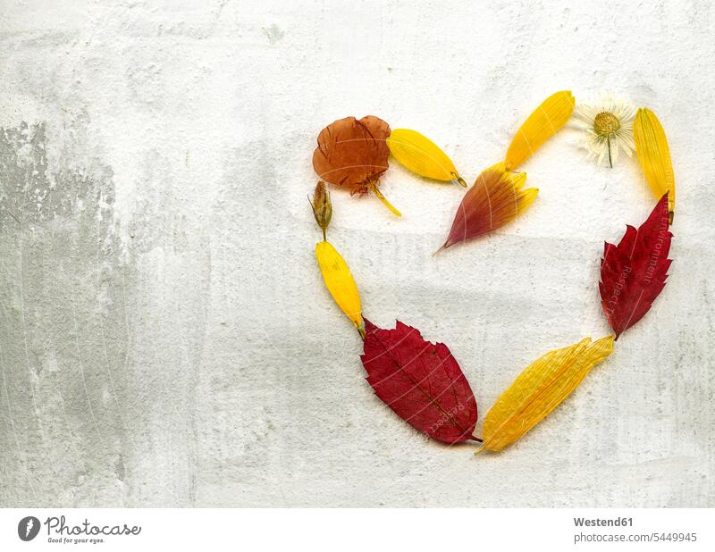 Heart shaped of dried petals, flower heads and leaves Dried Flower delicate Delicateness dainty Tender copy space arrangement grouping heart hearts heart shapes