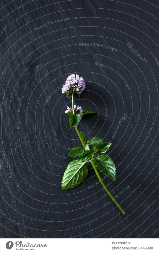 Twig of blossoming peppermint on slate nobody Mentha Piperita aroma flavour aromatic flower head flower heads Mint Mints Pepper mint Spice Plant Spice Plants