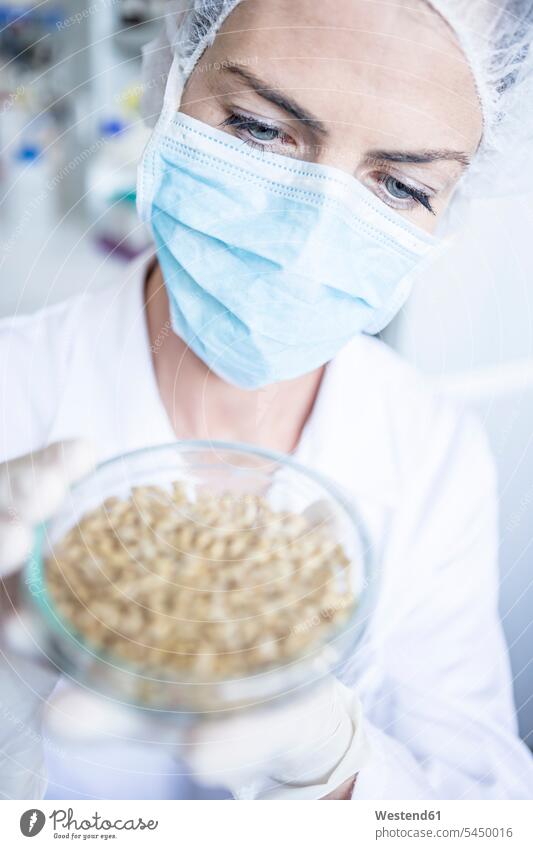 Scientist in lab examining grain sample in petri dish scientist laboratory swatch Swatches Samples petri dishes Cereal Cereals woman females women checking