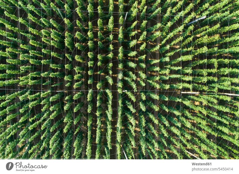 Germany, Bavaria, hop field, aerial view structure structures full frame green Humulus lupulus hops in a row serial aerial photo birds eye view bird's eye views