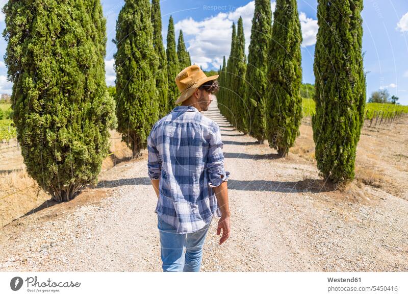 Italy, Tuscany, man walking on a road with cypresses going men males dirt road Cypress Cupressus Cypresses Cypress Trees Adults grown-ups grownups adult people