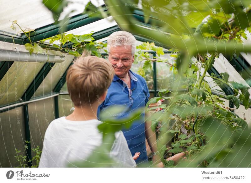 Grandfather with grandson in greenhouse grandsons smiling smile hot house glass house glass houses hot houses grandfather grandpas granddads grandfathers