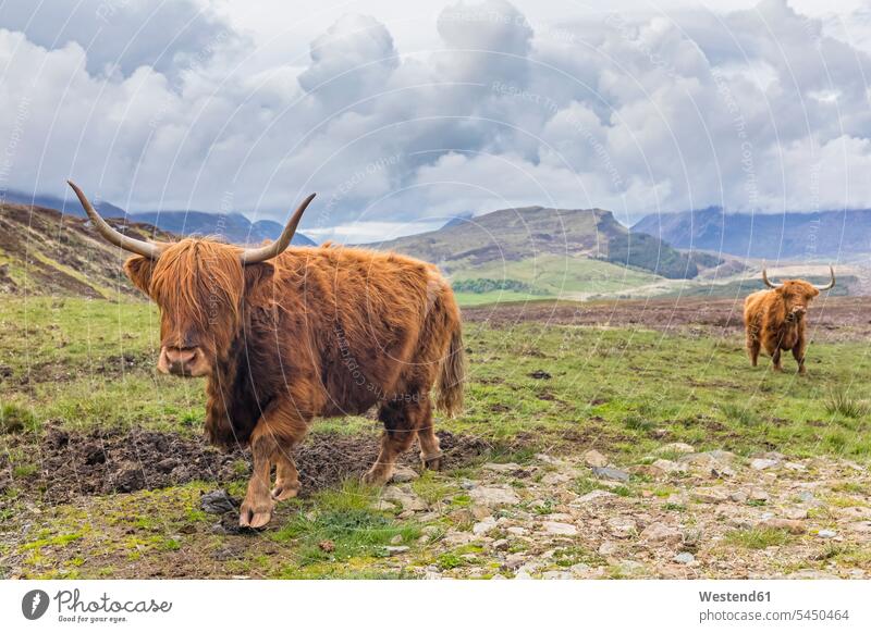 Great Britain, Scotland, Scottish Highlands, Highland Cattles horn Animal Horns horns looking at camera looking to camera looking at the camera Eye Contact