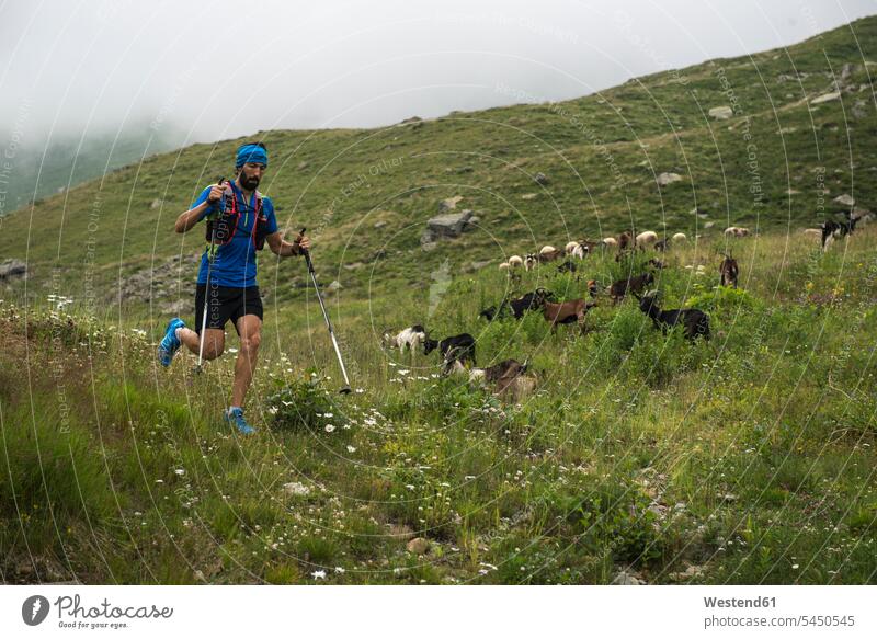 Italy, Alagna, trail runner on the move on alpine meadow athlete Sportspeople Sportsman Sportsperson athletes Sportsmen males running mountain mountains sport