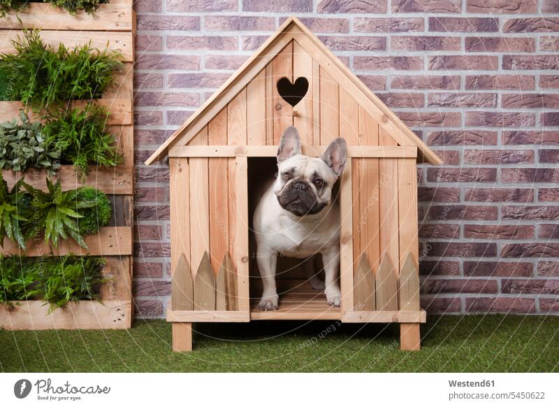 French bulldog inside wooden dog house dog kennel doghouse dogs Canine pets animal creatures animals funny brick wall front view frontal View From Front