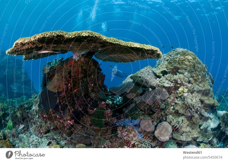 Indonesia, Bali, Nusa Lembonga, Nusa Penida, table coral, Acropora cytherea, and divers tropical Tropical Climate nature natural world Sea Life sealife Aquatic