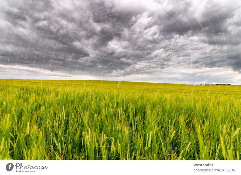 UK, Scotland, East Lothian, field of barley rain cloud rain clouds Nimbostratus tranquility tranquillity Calmness Cereal Cereals grain day daylight shot