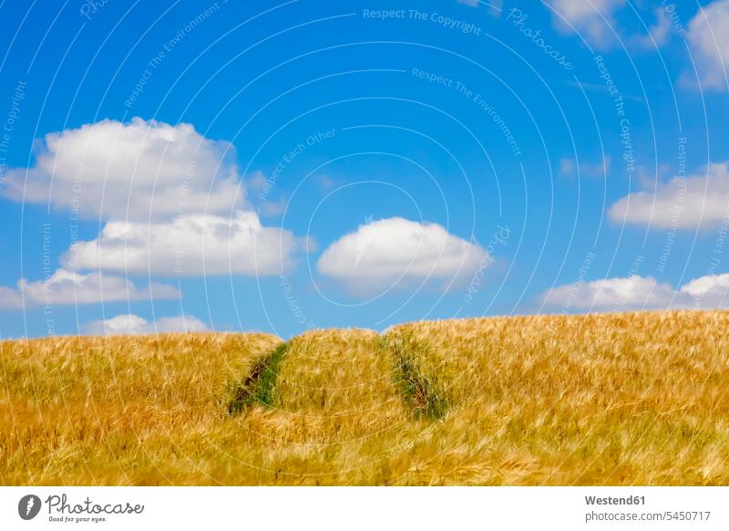 Grain field with tracks in summer summer time summery summertime cultivation tilth Solitude seclusion Solitariness solitary remote secluded vanishing point