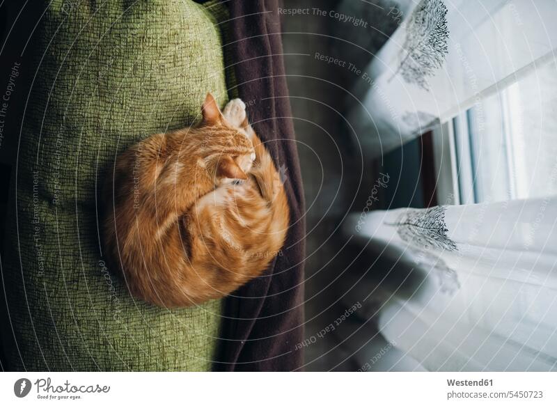 Cat sleeping on backrest of a couch pets backrests relaxation relaxing tabby tired one animal 1 asleep cozy sociable comfortable cosy animal themes home at home