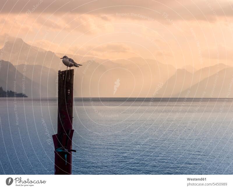 Austria, Salzkammergut, Gmunden, Traunsee, seagull perching on wooden stake Perched seagulls laridae one animal 1 outdoors outdoor shots location shot