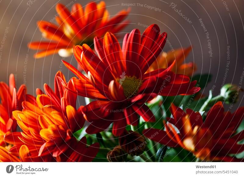 Red chrysanthemum, close-up nobody Bright Colour vibrant color vibrant colour Bright Color Bright Colours vibrant colors Bright Colors vibrant colours nature