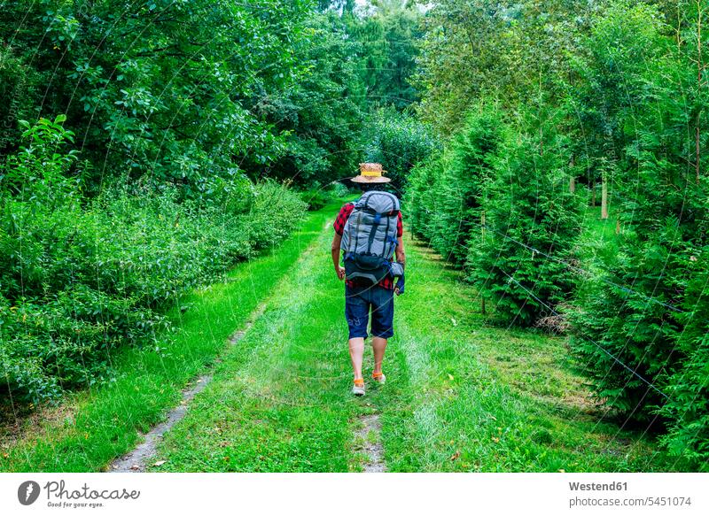 France, Strasbourg, man with travel backpack and straw hat walking on forest path woods forests rucksacks backpacks back-packs going men males hiking hike