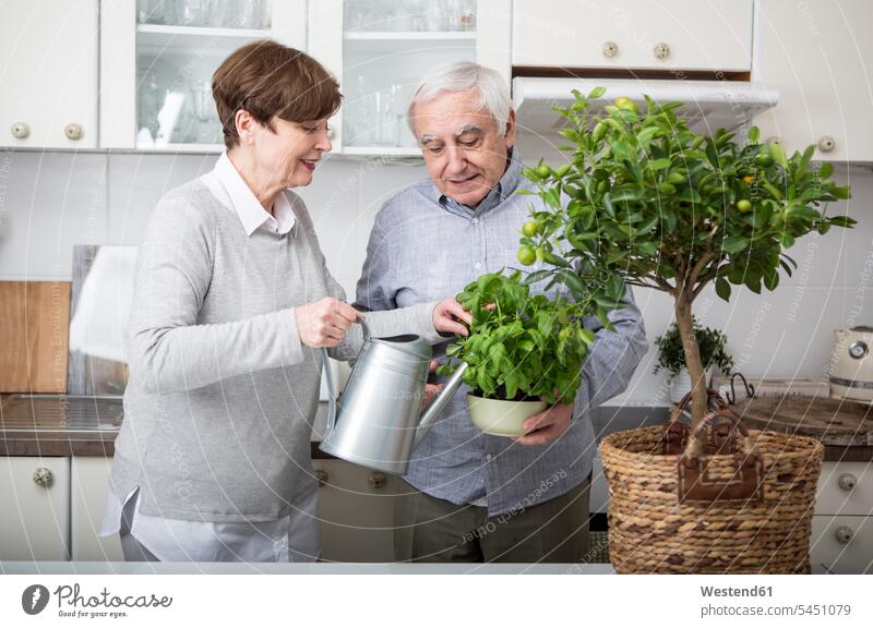 Senior couple watering potted plants in kitchen Retirement Retired pot  plants pot plant twosomes partnership couples watering can watering cans basil Basils