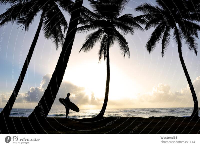Dominican Rebublic, silhouette of palms and man with surfboard at sunset beach beaches men males Adults grown-ups grownups adult people persons human being