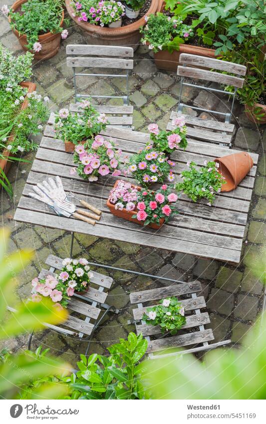Gardening, planting of summer flowers Germany love of nature gardening tool garden device Gardening Implement gardening tools gardening device potted plant