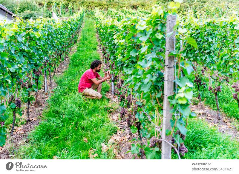 Germany, Gengenbach, man in vineyard looking at grapes from the vine scrutiny scrutinizing men males Grape Grapes examining checking examine Adults grown-ups
