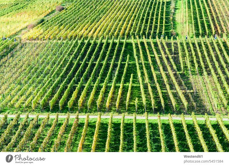 Germany, Rhineland-Palatinate, Ahr Valley, Maischoss, Vineyard wine-growing district wine-growing districts outdoors outdoor shots location shot location shots